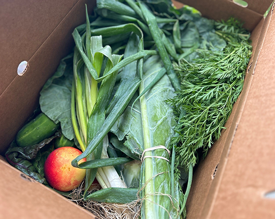 Box with lettuce, green onion, apple, cucumber